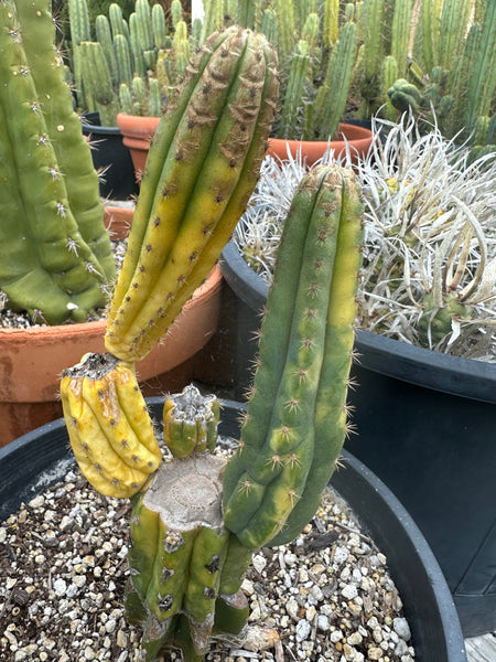 “NEON” (T peru “Sharxx” x (T peru subsp. puquiensis x T pach) “Tunjo”) (Rooted Graft in 1 Gal Pot)