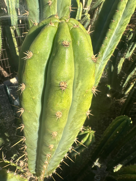 TPQC (T peru Quasi Cristata) (10-11" Tip Cutting)