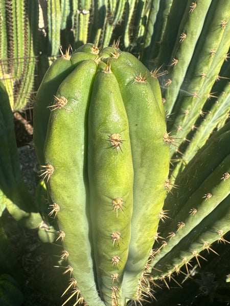 TPQC (T peru Quasi Cristata) (10-11" Tip Cutting)