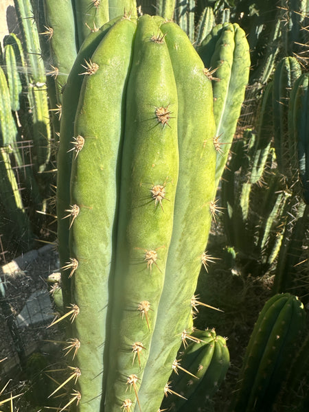 TPQC (T peru Quasi Cristata) (10-11" Tip Cutting)