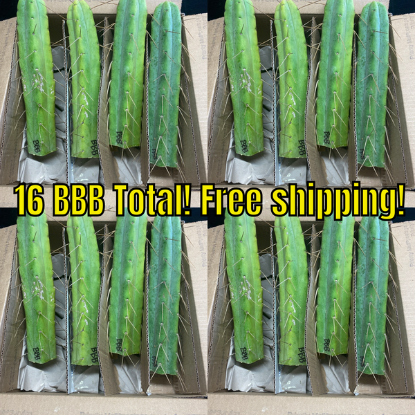 The (Even Bulkier) Beautifully Beefy Bridge “BBB” (16-pack) Bulk Bargain Boxes *FREE SHIPPING!*