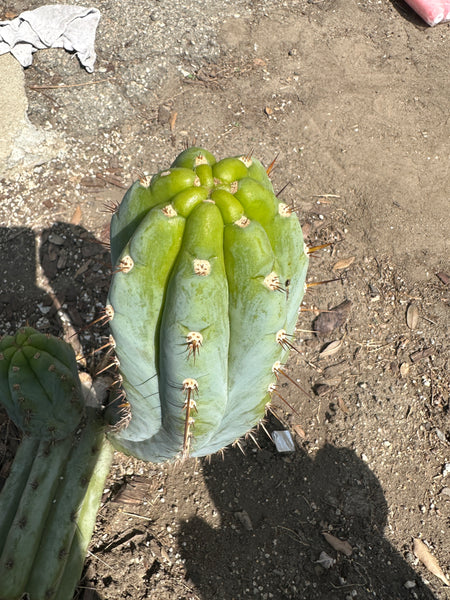 T peru "Shaman's Garden" (AUS) (11” MID cut)