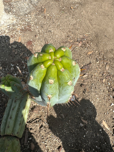 T peru "Shaman's Garden" (AUS) (11” MID cut)