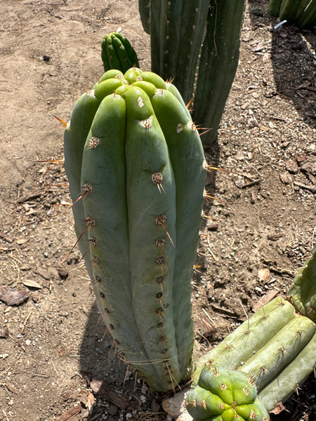 T peru "Shaman's Garden" (AUS) (11” MID cut)