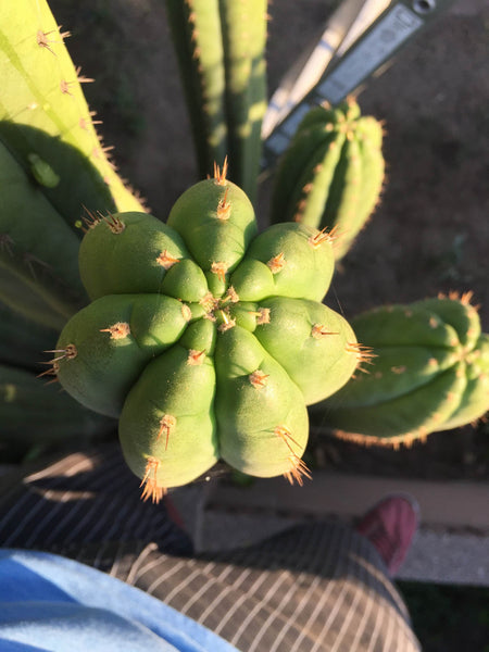 Trichocereus pachanoi, San Pedro top